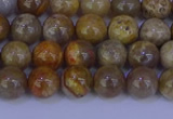 CFC201 15.5 inches 6mm round fossil coral beads wholesale