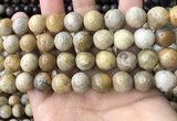 CFC324 15.5 inches 12mm round fossil coral beads wholesale