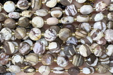 COIN278 15 inches 10mm faceted coin zebra jasper beads