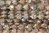 COIN307 15 inches 10mm faceted coin elephant blood jasper beads