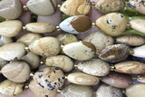 TEAR13 15 inches 13*18mm flat teardrop picture jasper gemstone beads